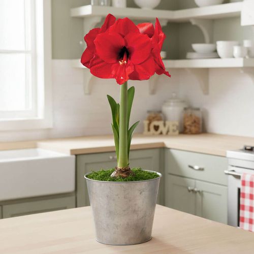 Bright Promise Red Lion Potted Amaryllis Bulb Image