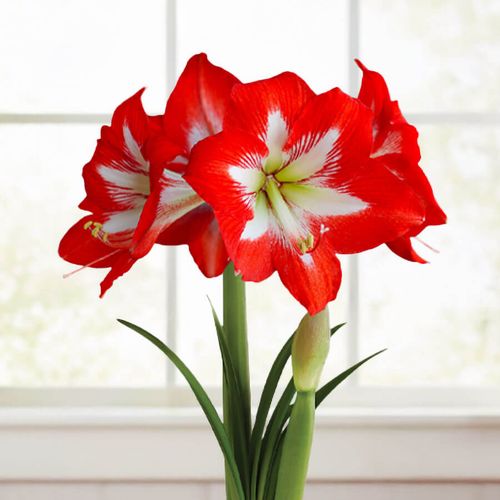 Striking Beauty Cocktail Potted Amaryllis Bulb Image