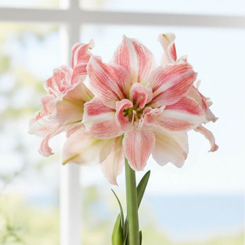 Blushing Romance First Love Potted Amaryllis Bulb Image