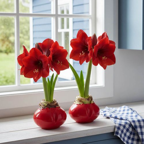 Naturally Not Quite Perfect Waxed Amaryllis Duo Image