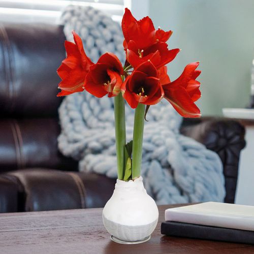 White and Gray Dipped Waxed Amaryllis Image