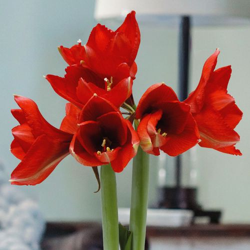 White and Gray Swirled Waxed Amaryllis Image