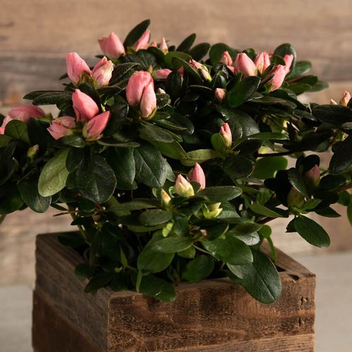 Perfectly Pink Azalea Gift Plant Image