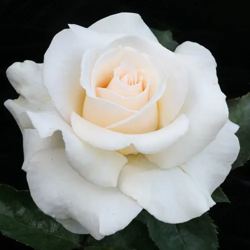 Whisper Hybrid Tea Rose | Jackson & Perkins