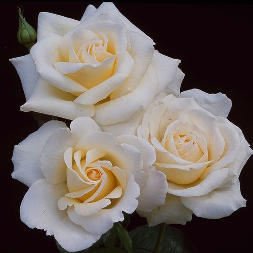Whisper Hybrid Tea Rose Image