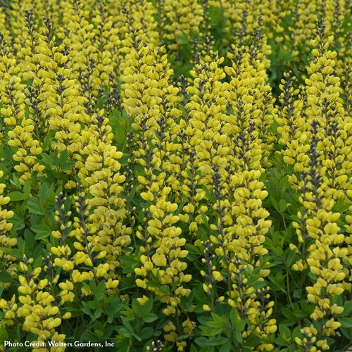 Baptisia Decadence&reg; 'Lemon Meringue' False Indigo Image
