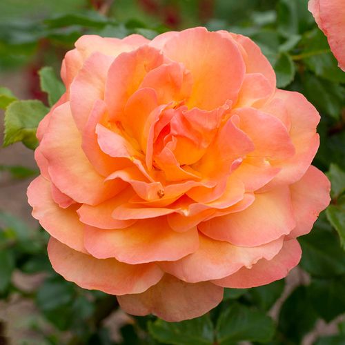 Tangerine Skies&trade;Arborose&reg; Climbing Rose Image