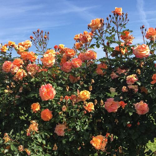 Tangerine Skies&trade;Arborose&reg; Climbing Rose Image
