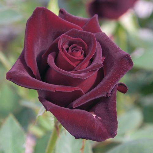 Black Baccara&reg; 36-inch Patio Tree Rose Image