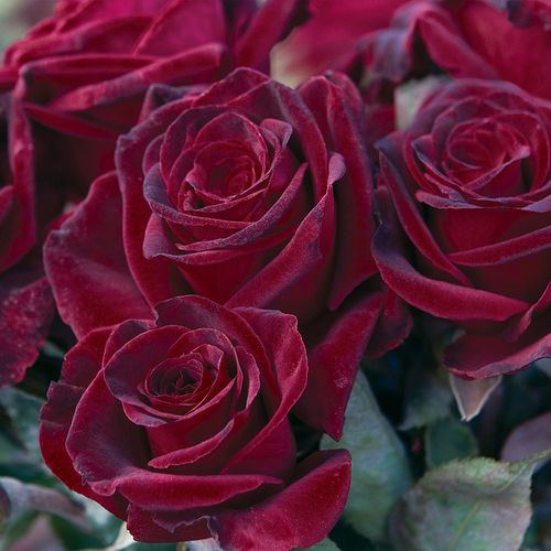 Black Baccara&reg; 36-inch Patio Tree Rose Image