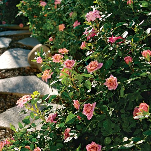 Caramel Kisses&trade; Miniature Rose Image