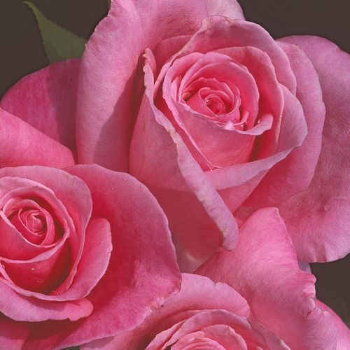 Fragrant Memory Hybrid Tea Rose Image