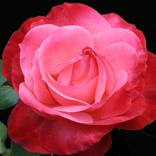 Milestone Hybrid Tea Rose Image