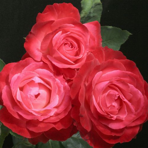 Milestone Hybrid Tea Rose Image
