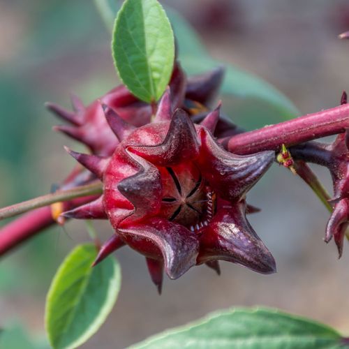 Hibiscus Roselle Organic Florida Cranberry Image
