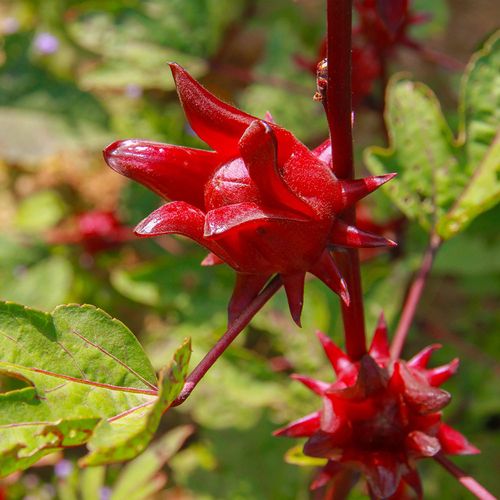 Hibiscus Roselle Organic Florida Cranberry Image