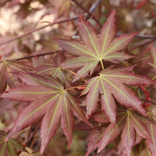 Acer Hot Chana&trade; Japanese Maple Image