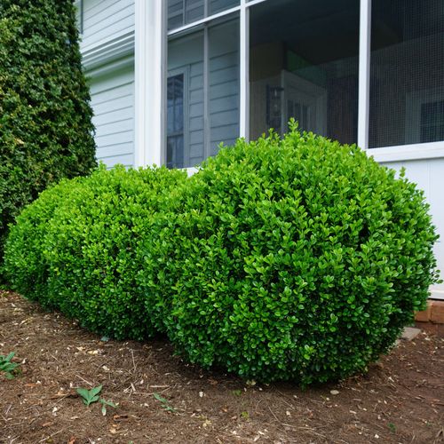 Buxus NewGen Freedom&reg; Boxwood Image