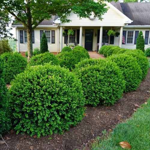 Buxus NewGen Independence&reg; Boxwood Image