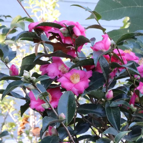 Camellia Warm Hearted&reg; Pink Image