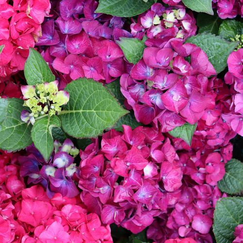 Hydrangea Wee Bit Giddy&reg; Bigleaf Hydrangea Image