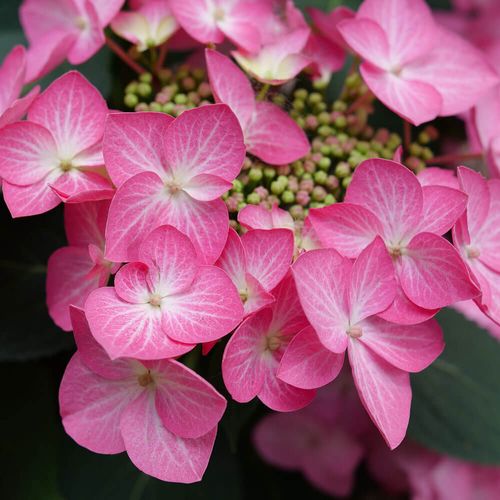 Hydrangea Let's Dance Hot Stepper&reg; Bigleaf Hydrangea Image
