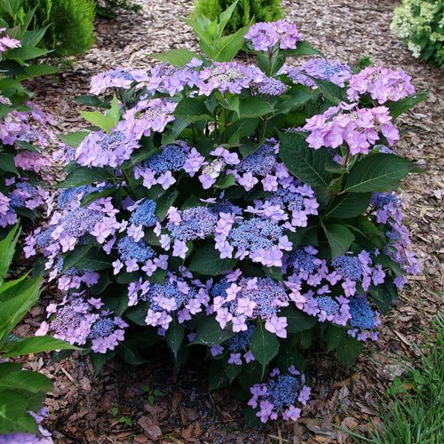 Hydrangea Let's Dance Can do!&reg; Reblooming Mountain Hydrangea Image