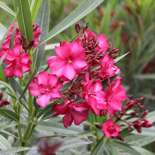 Nerium Ole!&reg; Bicolor Red Oleander Image
