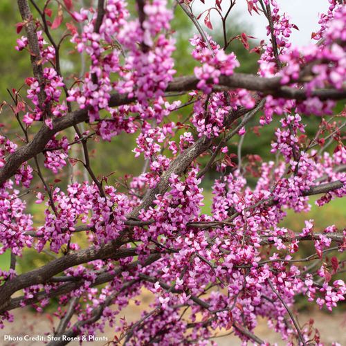 Cercis Carolina Sweetheart&trade; Red Bud Image