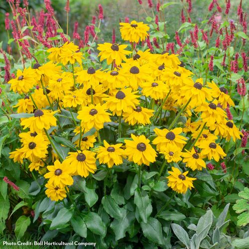 Rudbeckia Echibeckia Summerina Glow&trade; Sun's Up Image