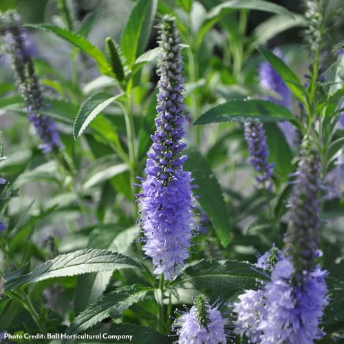 Veronica Vernique&reg; 'Shining Sea' Speedwell Image