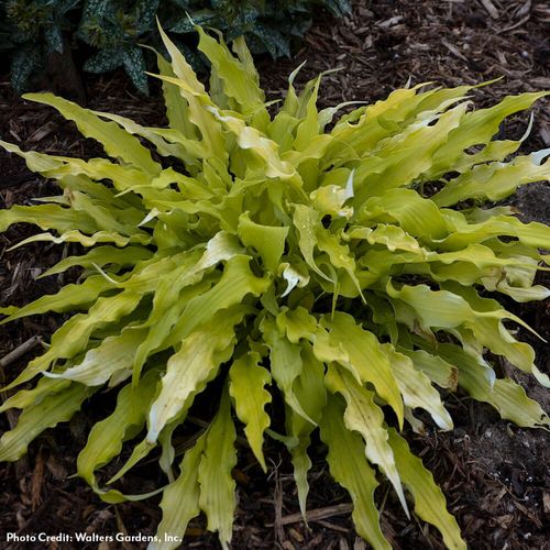 Hosta 'Wiggles and Squiggles' Plantain Lily Image
