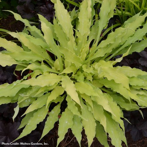 Hosta 'Wiggles and Squiggles' Plantain Lily Image