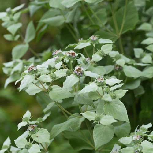 Pycnanthemum Mountain Mint Image
