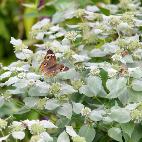 Pycnanthemum Mountain Mint Image