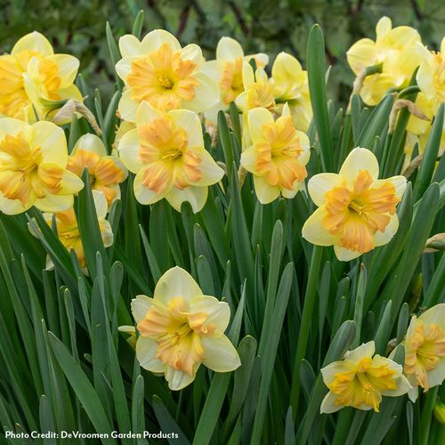 Narcissus Peachy Dream Daffodil Bulbs Image