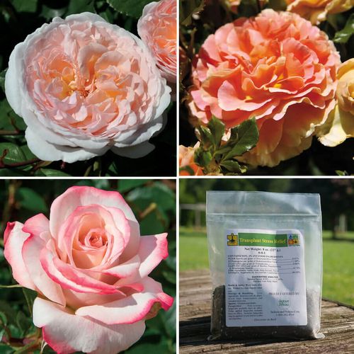 Sunset Glow Rose Collection Image