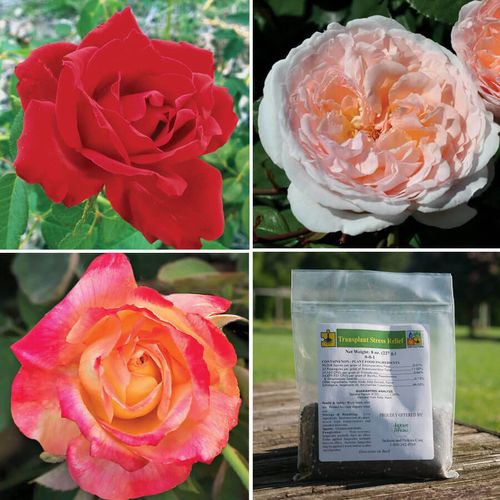 Bouquet Garden Rose Collection Image