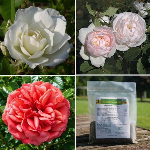 Old Garden Rose Collection Image