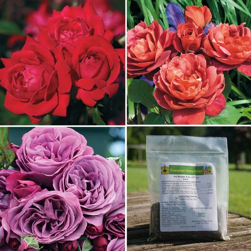 Bold Beauty Rose Collection Image