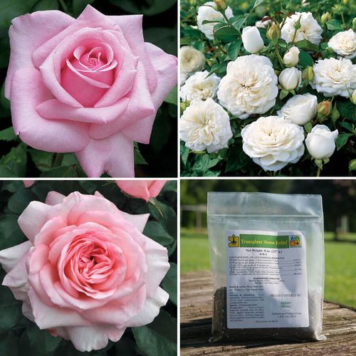 Petals Galore Rose Collection Image