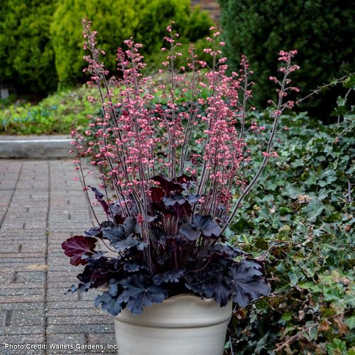Heuchera 'Timeless Night' Coral Bells Image