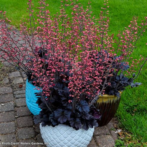 Heuchera 'Timeless Night' Coral Bells Image