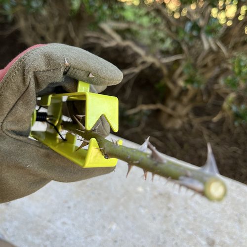 Foxglove High Vis Thorn Stripper Image