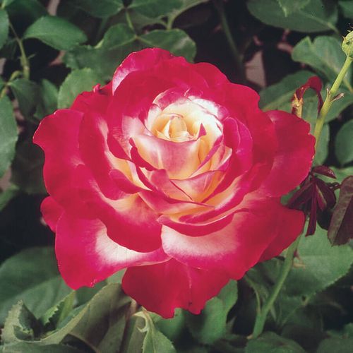 Double Delight Hybrid Tea Rose Image