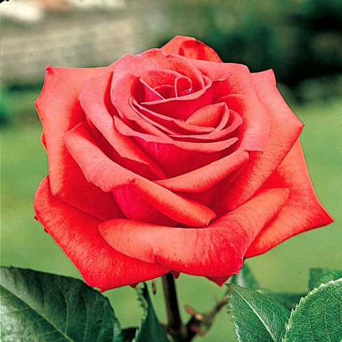 Tropicana Hybrid Tea Rose Image