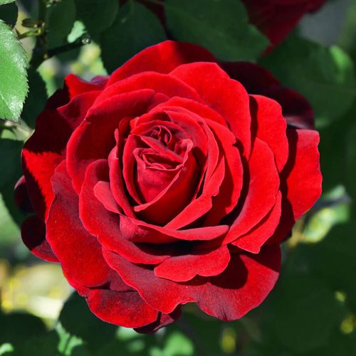 Don Juan Climbing Rose Image