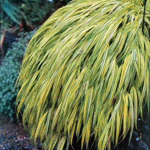 Hakonechloa 'Aureola' Hakone Grass Image