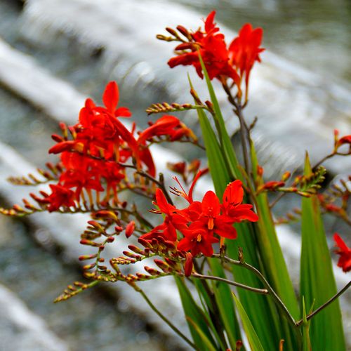 Crocosmia 'Lucifer' Falling Stars Bulbs Image