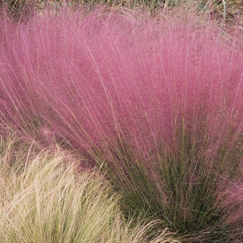 Pink Muhly Grass Image